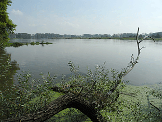 odra_3.gif
